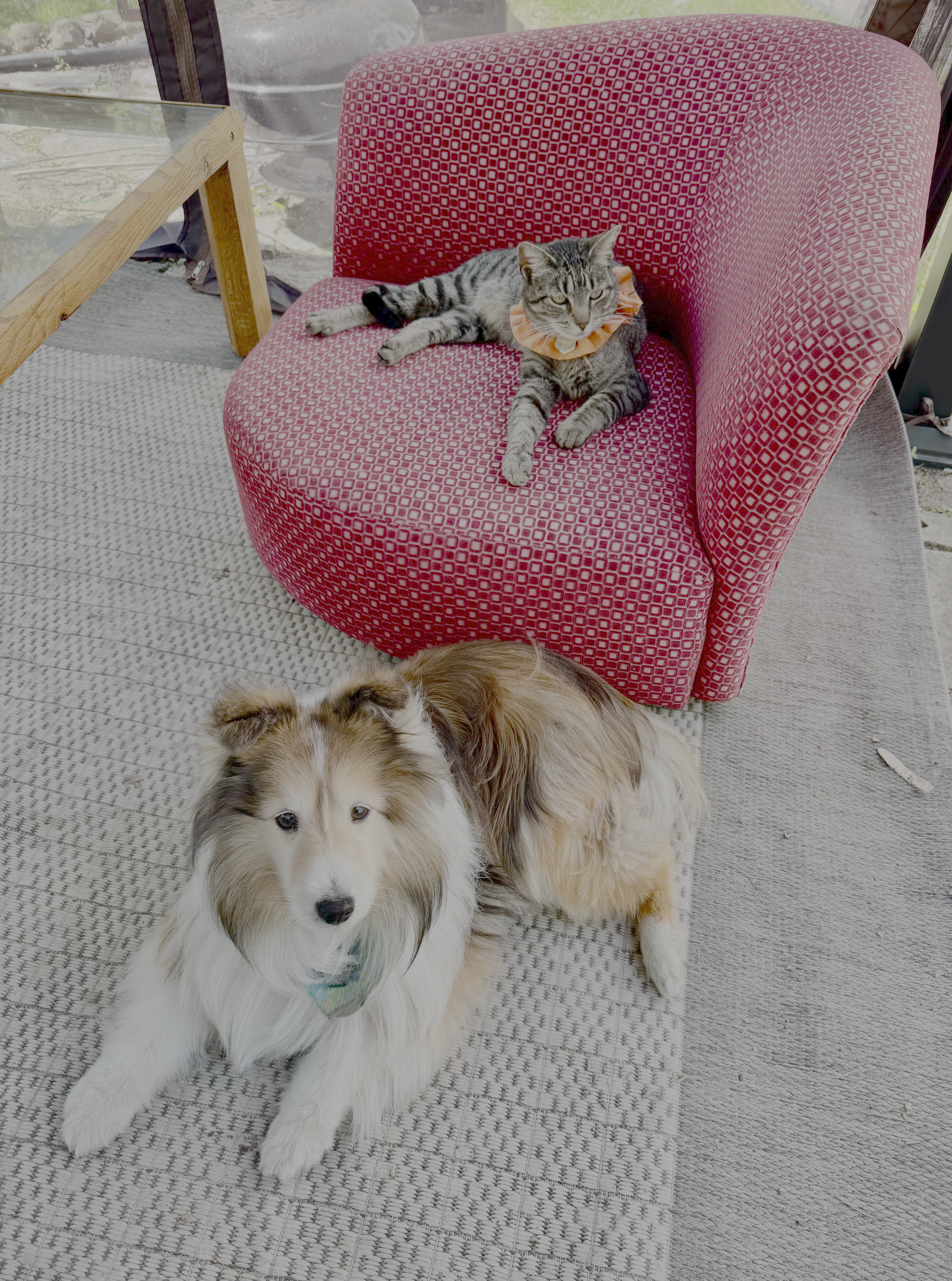 Paisley (dog) and Nola (cat)